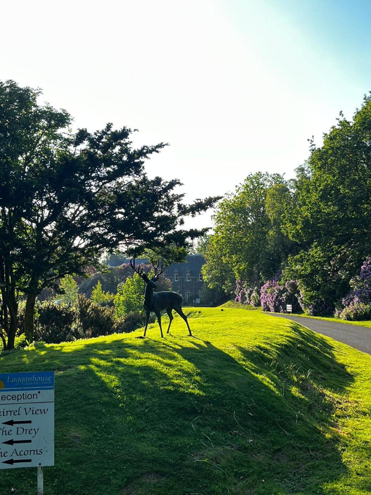The Forest 15 * Ballantrae